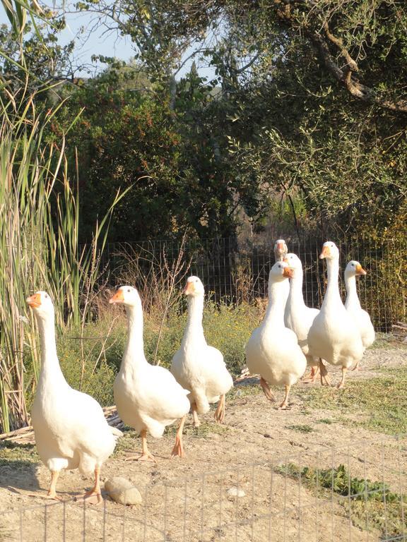 Вилла Aroggia Farm Xanthatai Экстерьер фото